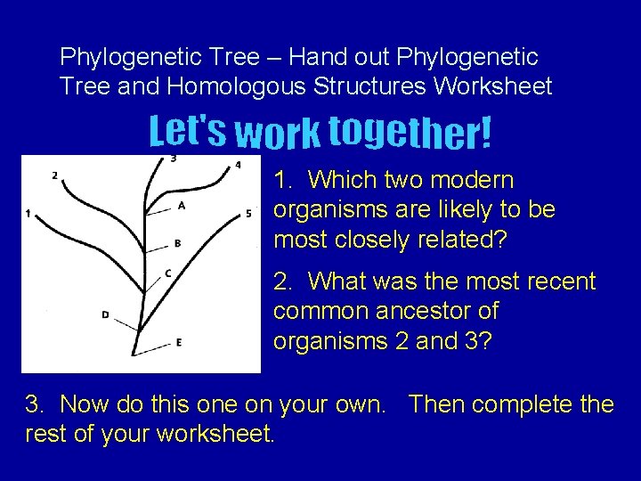 Phylogenetic Tree – Hand out Phylogenetic Tree and Homologous Structures Worksheet 1. Which two