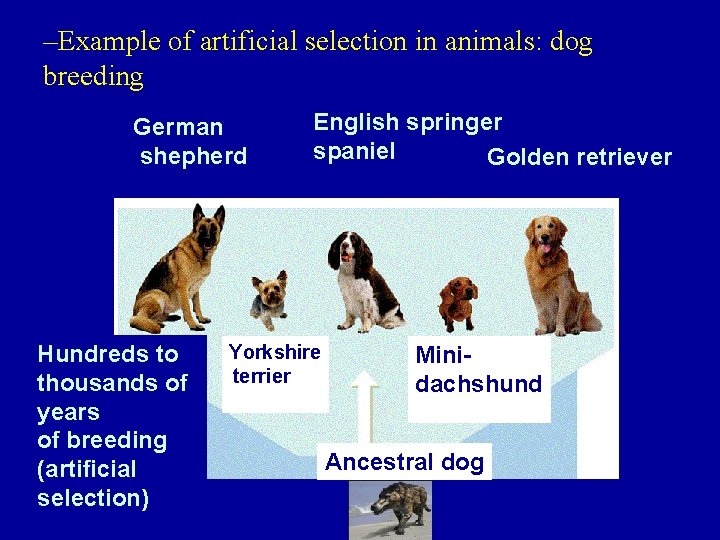 –Example of artificial selection in animals: dog breeding German shepherd Hundreds to thousands of