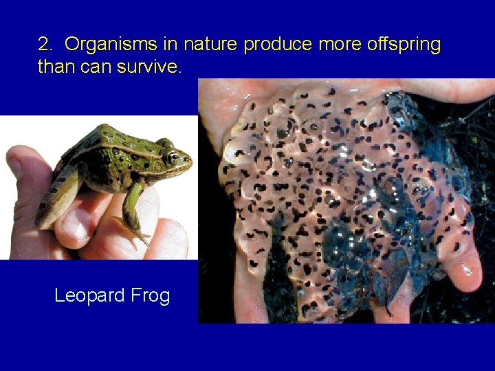 2. Organisms in nature produce more offspring than can survive. Leopard Frog 