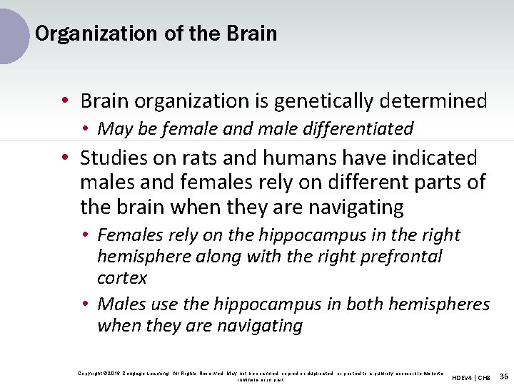 Organization of the Brain • Brain organization is genetically determined • May be female