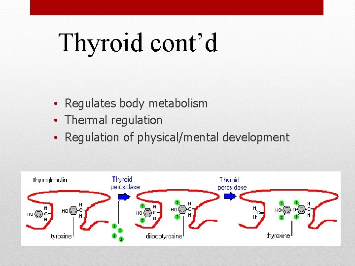 Thyroid cont’d • Regulates body metabolism • Thermal regulation • Regulation of physical/mental development Thyroid cont’d • Regulates body metabolism • Thermal regulation • Regulation of physical/mental development