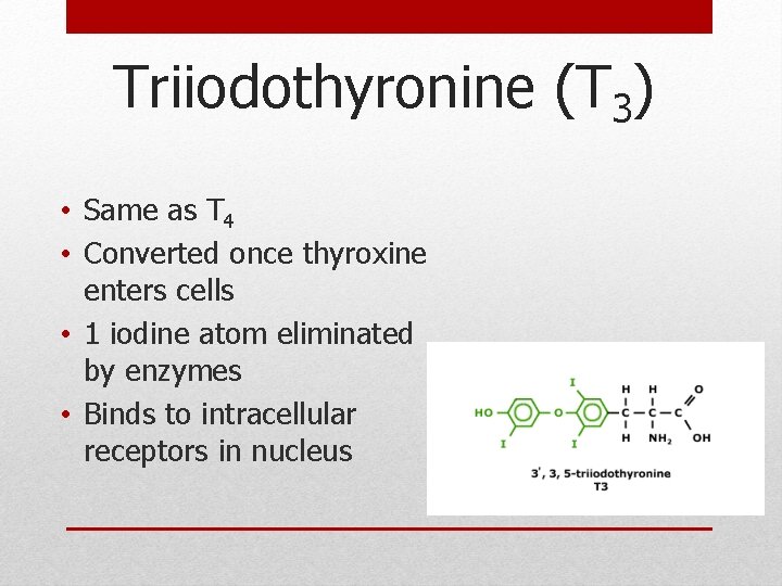 Triiodothyronine (T 3) • Same as T 4 • Converted once thyroxine enters cells Triiodothyronine (T 3) • Same as T 4 • Converted once thyroxine enters cells