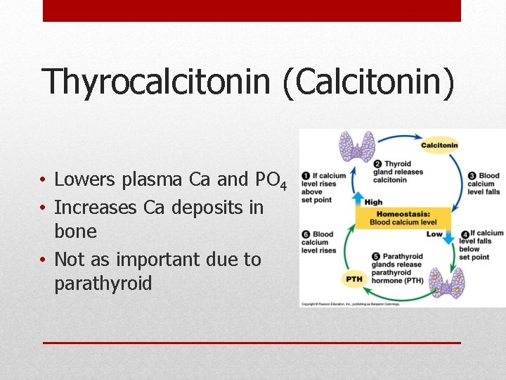 Thyrocalcitonin (Calcitonin) • Lowers plasma Ca and PO 4 • Increases Ca deposits in Thyrocalcitonin (Calcitonin) • Lowers plasma Ca and PO 4 • Increases Ca deposits in