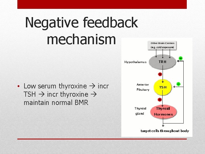 Negative feedback mechanism • Low serum thyroxine incr TSH incr thyroxine maintain normal BMR Negative feedback mechanism • Low serum thyroxine incr TSH incr thyroxine maintain normal BMR