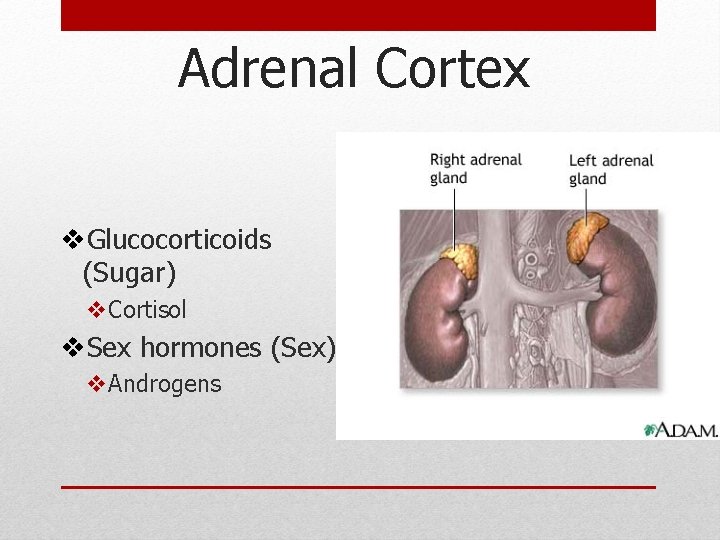 Adrenal Cortex v. Glucocorticoids (Sugar) v. Cortisol v. Sex hormones (Sex) v. Androgens Adrenal Cortex v. Glucocorticoids (Sugar) v. Cortisol v. Sex hormones (Sex) v. Androgens
