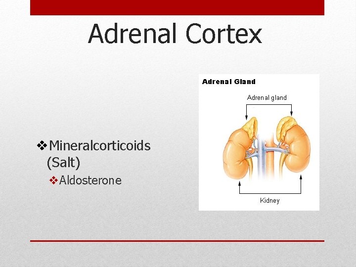 Adrenal Cortex v. Mineralcorticoids (Salt) v. Aldosterone Adrenal Cortex v. Mineralcorticoids (Salt) v. Aldosterone