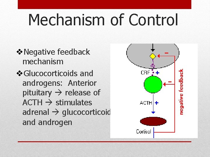 Mechanism of Control v. Negative feedback mechanism v. Glucocorticoids androgens: Anterior pituitary release of Mechanism of Control v. Negative feedback mechanism v. Glucocorticoids androgens: Anterior pituitary release of