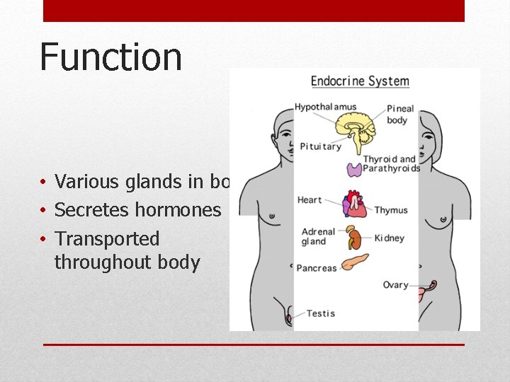 Function • Various glands in body • Secretes hormones • Transported throughout body Function • Various glands in body • Secretes hormones • Transported throughout body