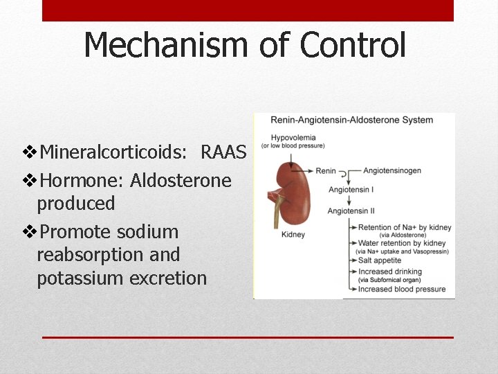 Mechanism of Control v. Mineralcorticoids: RAAS v. Hormone: Aldosterone produced v. Promote sodium reabsorption Mechanism of Control v. Mineralcorticoids: RAAS v. Hormone: Aldosterone produced v. Promote sodium reabsorption