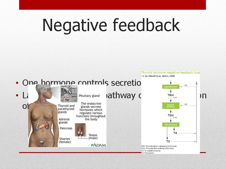 Negative feedback • One hormone controls secretion of another • Last hormone in the Negative feedback • One hormone controls secretion of another • Last hormone in the