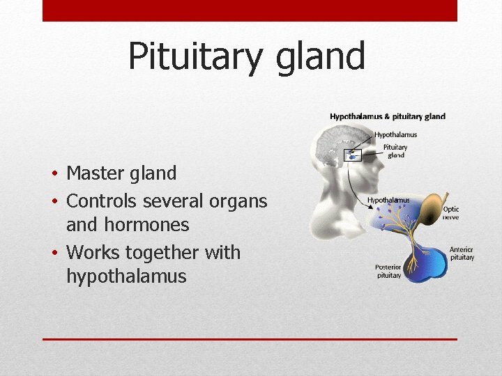 Pituitary gland • Master gland • Controls several organs and hormones • Works together Pituitary gland • Master gland • Controls several organs and hormones • Works together