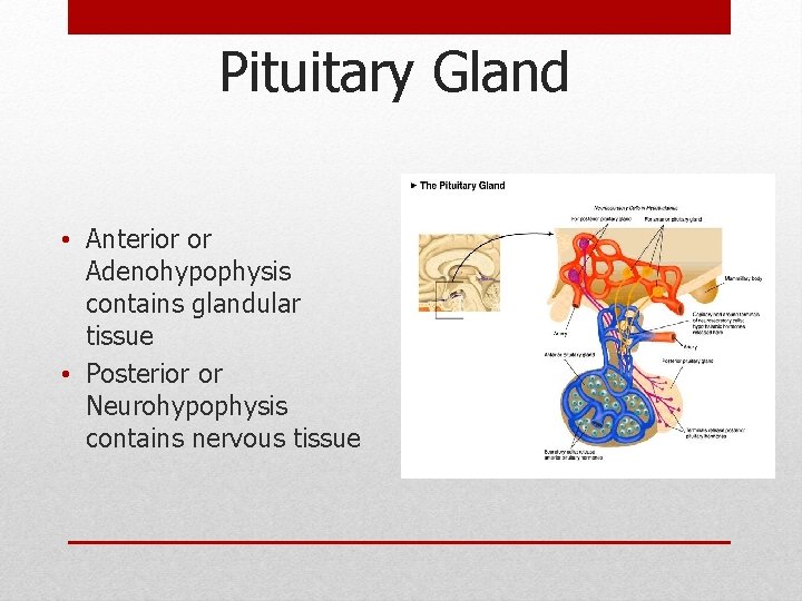 Pituitary Gland • Anterior or Adenohypophysis contains glandular tissue • Posterior or Neurohypophysis contains Pituitary Gland • Anterior or Adenohypophysis contains glandular tissue • Posterior or Neurohypophysis contains