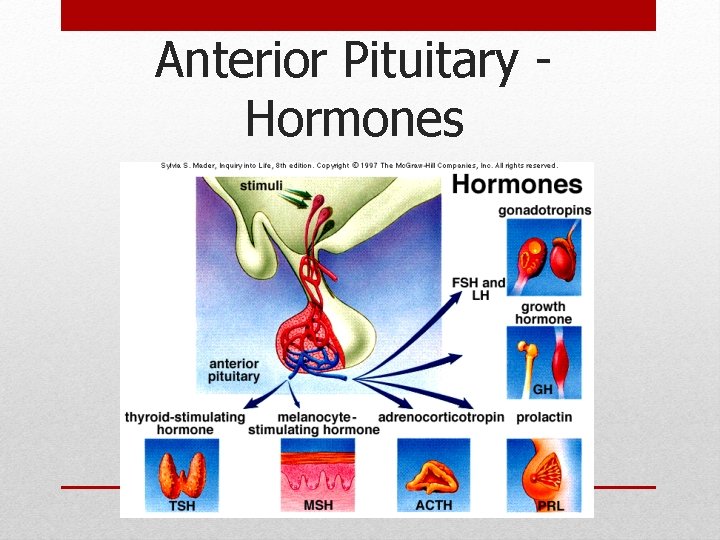 Anterior Pituitary Hormones Anterior Pituitary Hormones