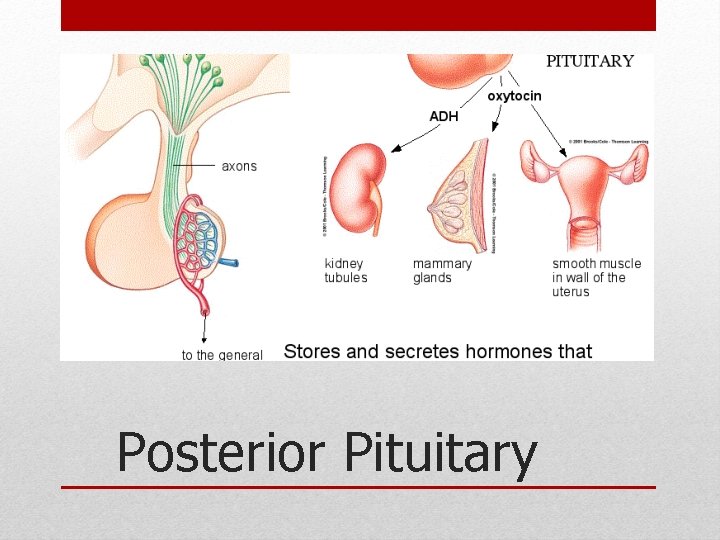 Posterior Pituitary Posterior Pituitary