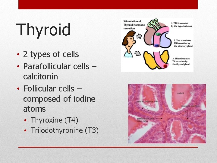 Thyroid • 2 types of cells • Parafollicular cells – calcitonin • Follicular cells Thyroid • 2 types of cells • Parafollicular cells – calcitonin • Follicular cells