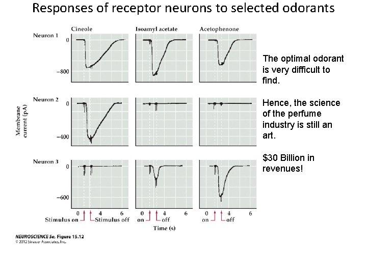 Responses of receptor neurons to selected odorants The optimal odorant is very difficult to