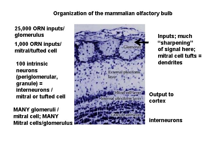 Organization of the mammalian olfactory bulb 25, 000 ORN inputs/ glomerulus 1, 000 ORN