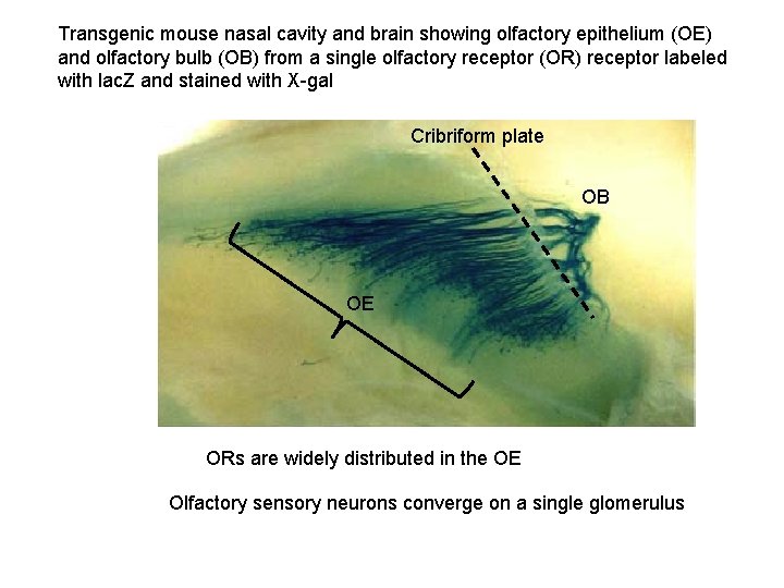 Transgenic mouse nasal cavity and brain showing olfactory epithelium (OE) and olfactory bulb (OB)