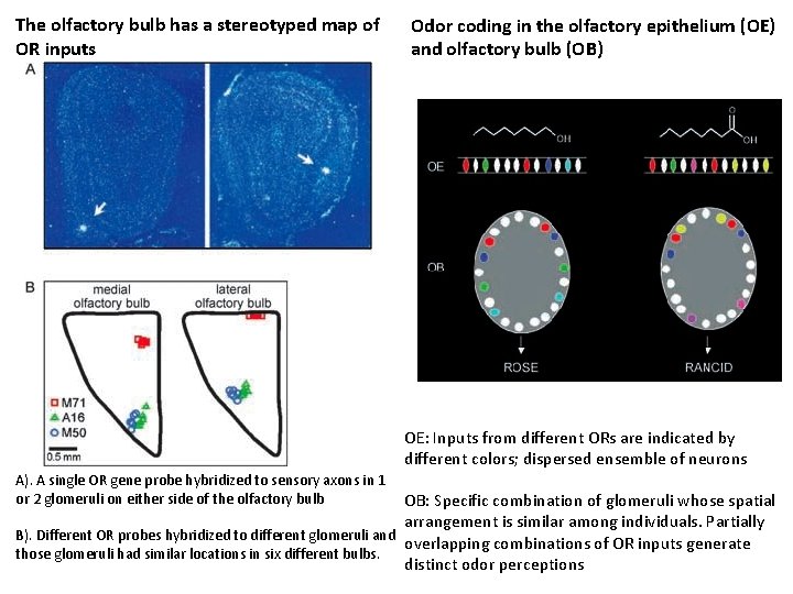 The olfactory bulb has a stereotyped map of OR inputs Odor coding in the