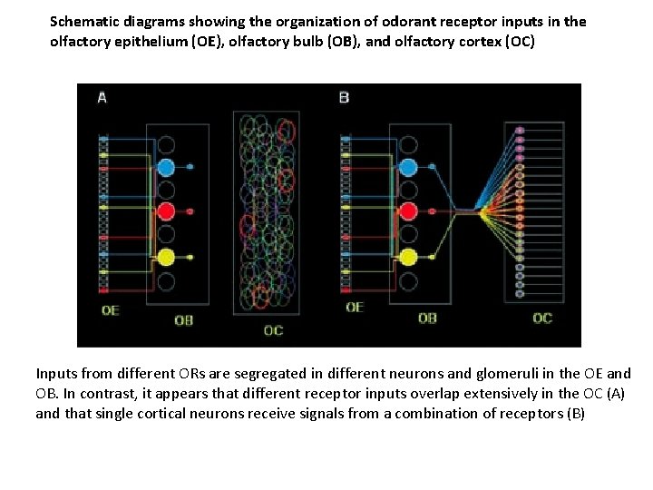 Schematic diagrams showing the organization of odorant receptor inputs in the olfactory epithelium (OE),