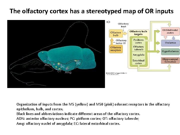 The olfactory cortex has a stereotyped map of OR inputs Organization of inputs from