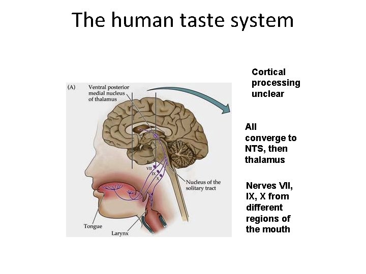 The human taste system Cortical processing unclear All converge to NTS, then thalamus Nerves