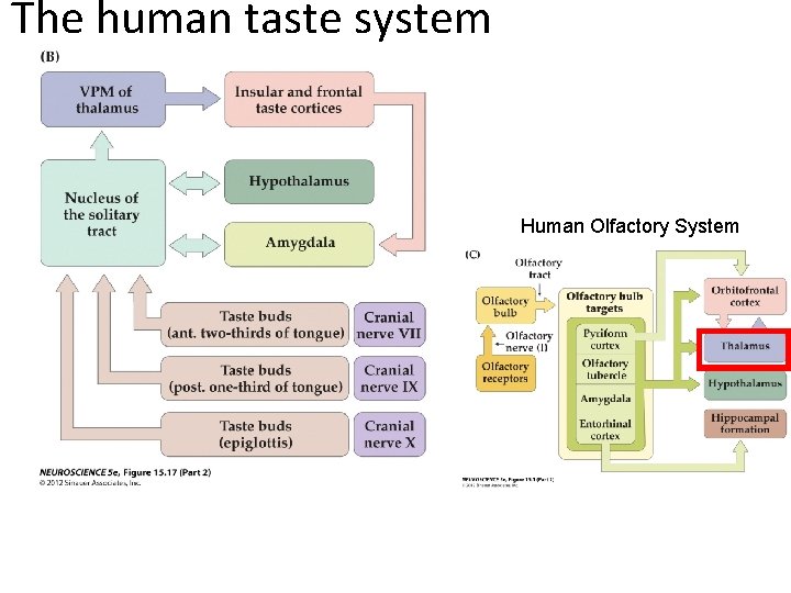 The human taste system Human Olfactory System 