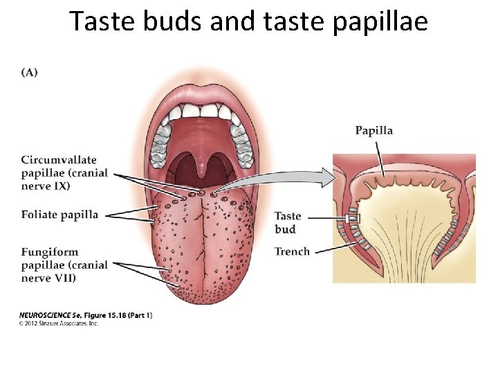 Taste buds and taste papillae 