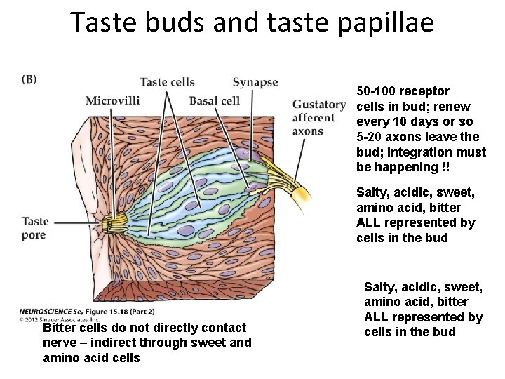 Taste buds and taste papillae 50 -100 receptor cells in bud; renew every 10