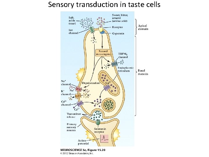 Sensory transduction in taste cells 