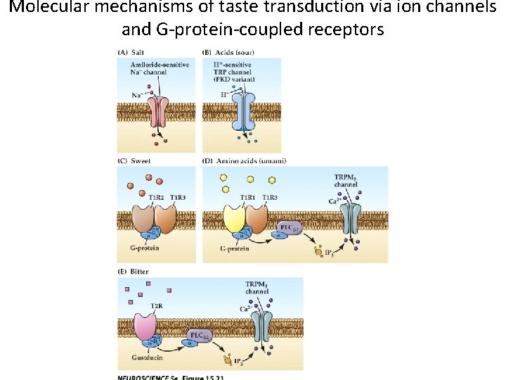 Molecular mechanisms of taste transduction via ion channels and G-protein-coupled receptors 