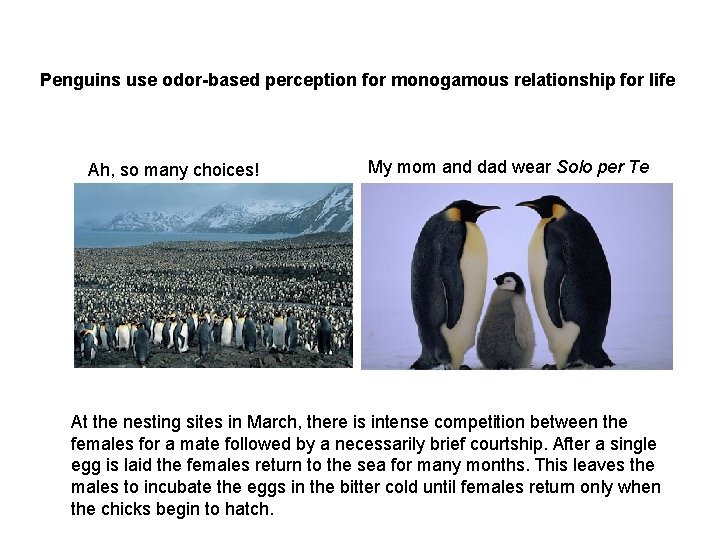 Penguins use odor-based perception for monogamous relationship for life Ah, so many choices! My