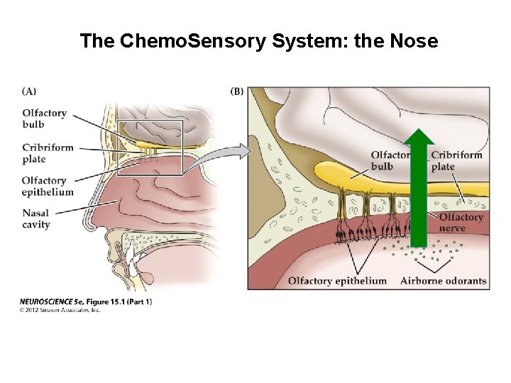 The Chemo. Sensory System: the Nose 