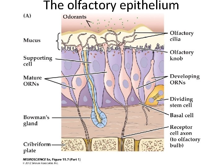 The olfactory epithelium 
