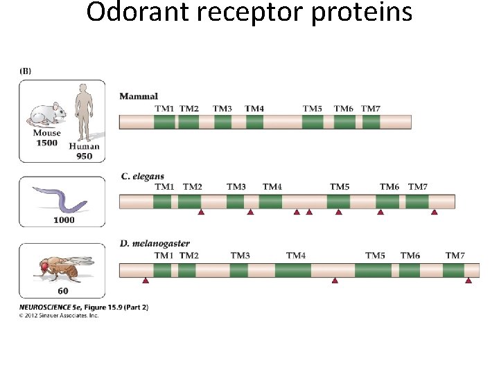 Odorant receptor proteins 