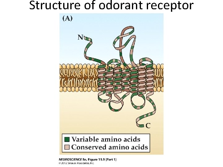 Structure of odorant receptor 