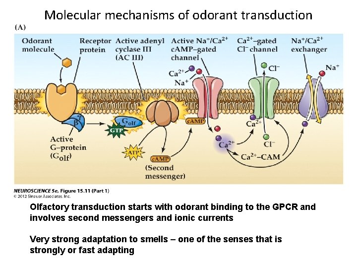 Molecular mechanisms of odorant transduction Olfactory transduction starts with odorant binding to the GPCR