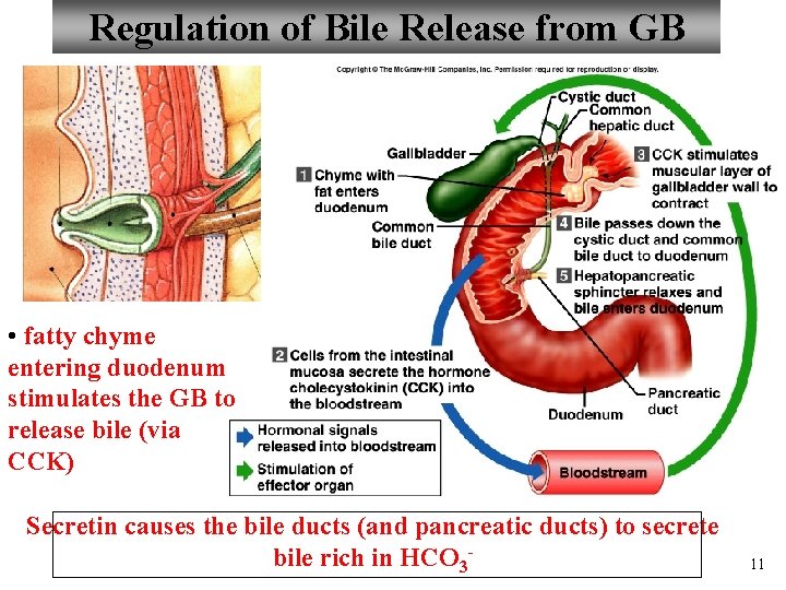 Regulation of Bile Release from GB • fatty chyme entering duodenum stimulates the GB
