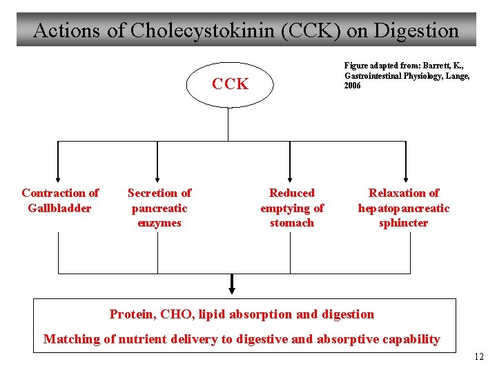 Actions of Cholecystokinin (CCK) on Digestion Figure adapted from: Barrett, K. , Gastrointestinal Physiology,