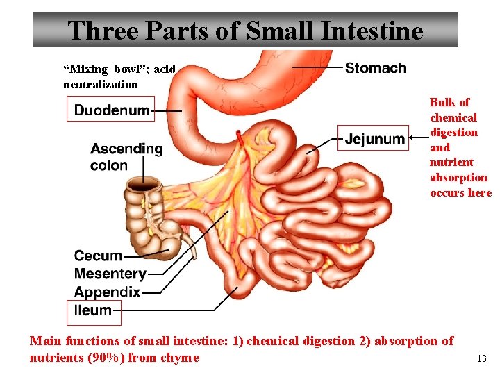 Three Parts of Small Intestine “Mixing bowl”; acid neutralization Bulk of chemical digestion and