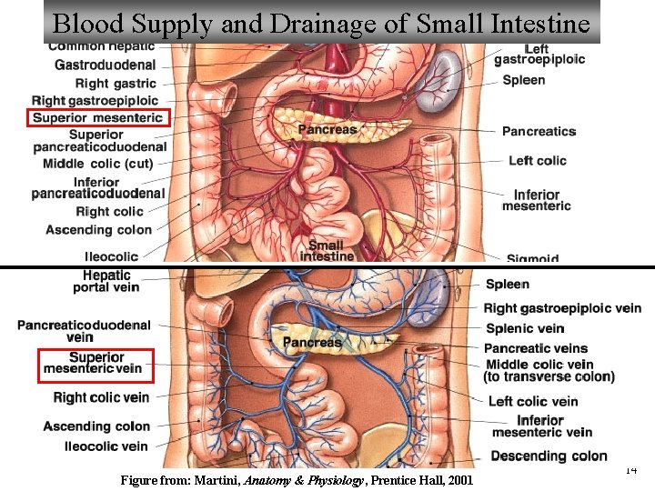 Blood Supply and Drainage of Small Intestine Figure from: Martini, Anatomy & Physiology, Prentice