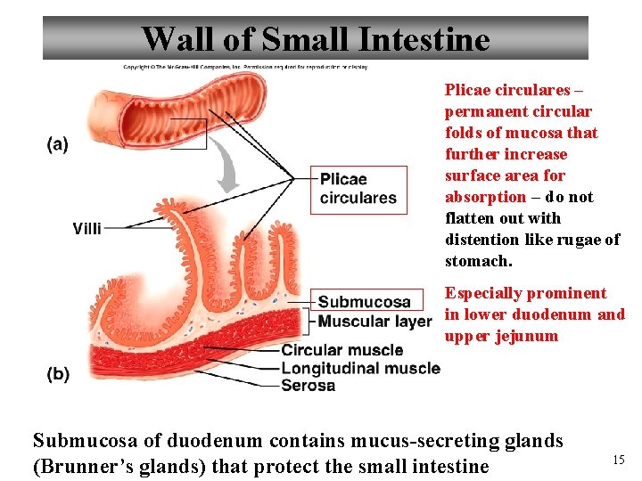 Wall of Small Intestine Plicae circulares – permanent circular folds of mucosa that further
