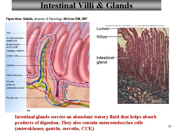 Intestinal Villi & Glands Figure from: Saladin, Anatomy & Physiology, Mc. Graw Hill, 2007