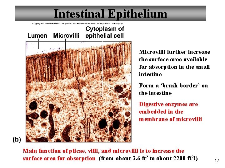 Intestinal Epithelium Microvilli further increase the surface area available for absorption in the small