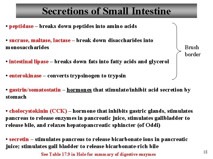 Secretions of Small Intestine • peptidase – breaks down peptides into amino acids •