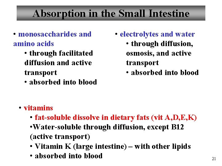 Absorption in the Small Intestine • monosaccharides and amino acids • through facilitated diffusion