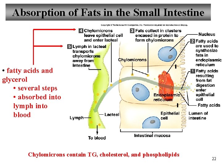 Absorption of Fats in the Small Intestine • fatty acids and glycerol • several