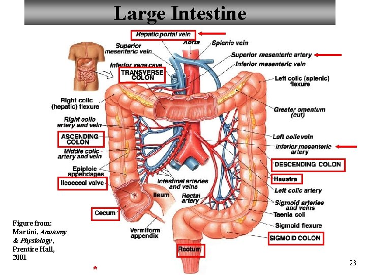 Large Intestine Figure from: Martini, Anatomy & Physiology, Prentice Hall, 2001 * 23 