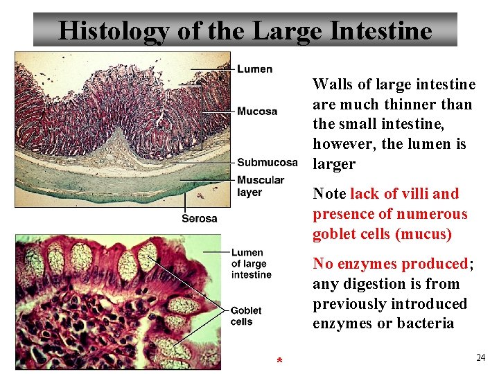 Histology of the Large Intestine Walls of large intestine are much thinner than the