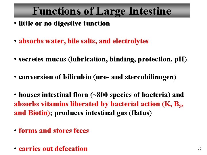 Functions of Large Intestine • little or no digestive function • absorbs water, bile